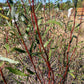 Scarlet Curly Willow (Salix matsudana)