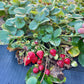 Evie 2 Strawberry Plants