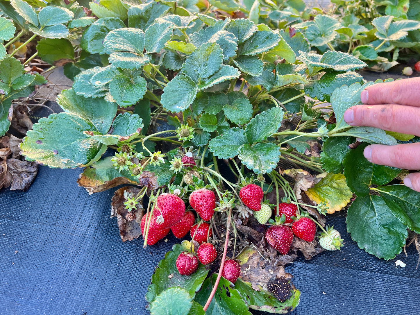 Evie 2 Strawberry Plants