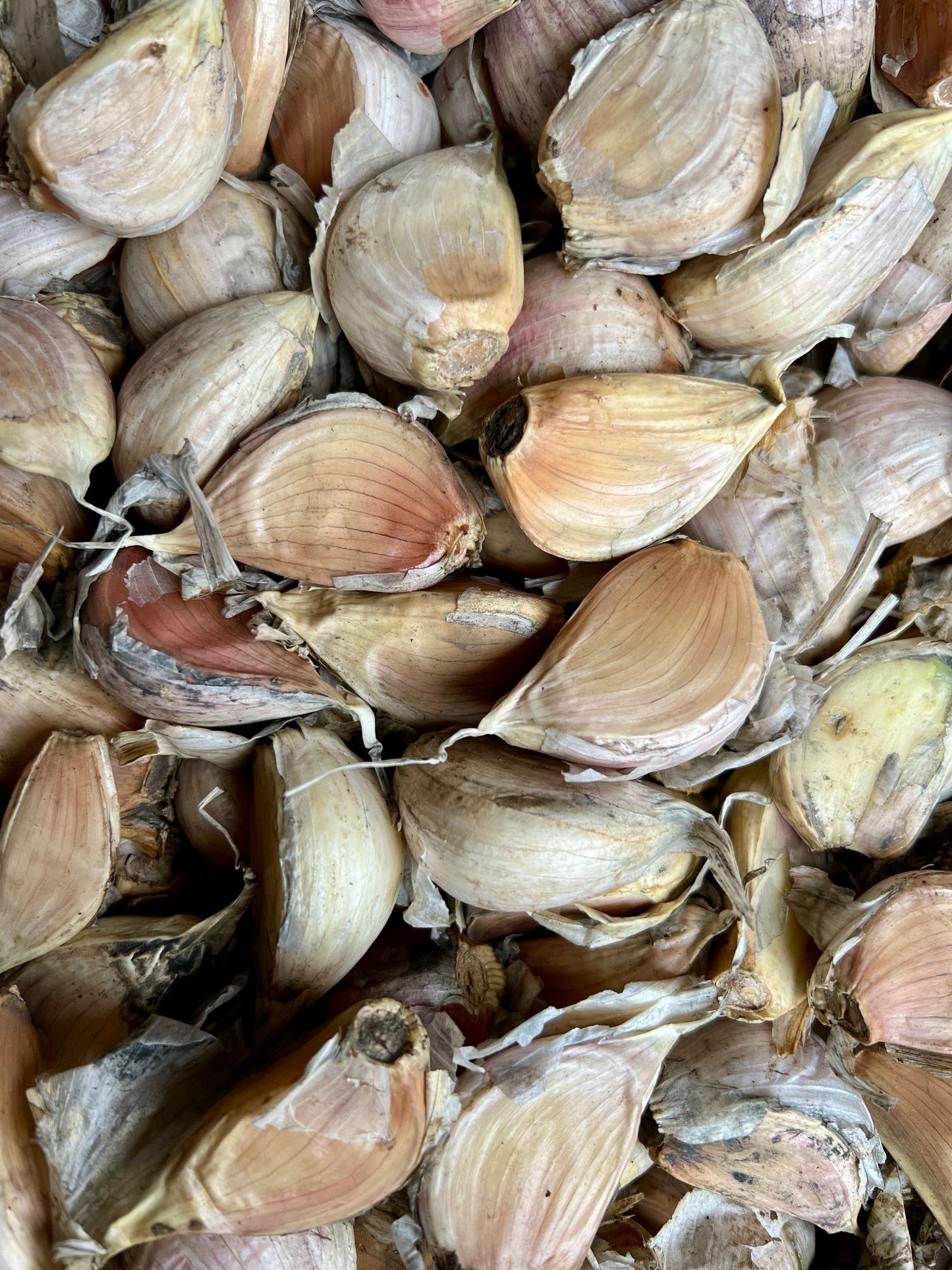 Ready-to-Plant Cracked Garlic Cloves