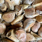 Ready-to-Plant Cracked Garlic Cloves