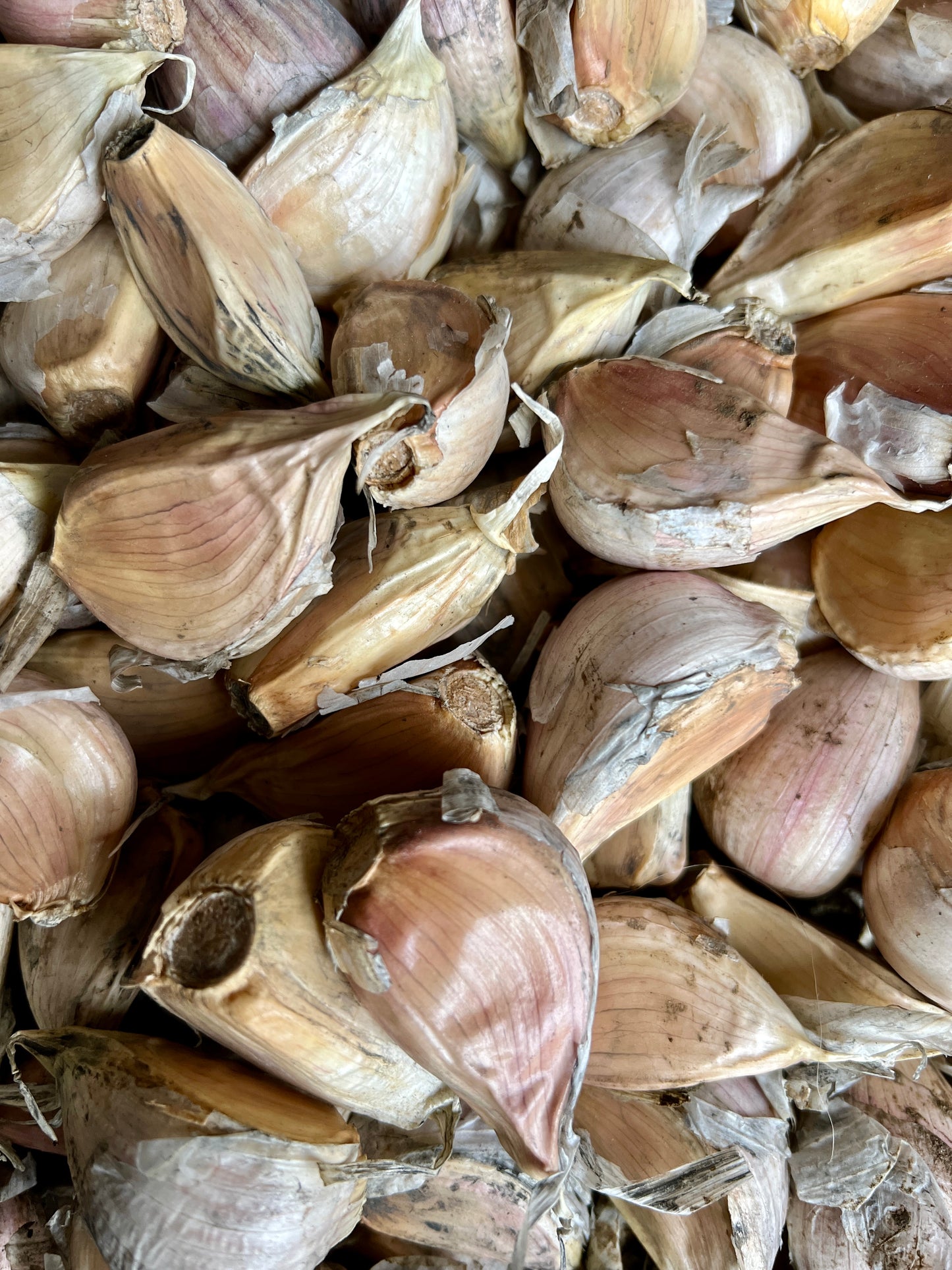 Ready-to-Plant Cracked Garlic Cloves