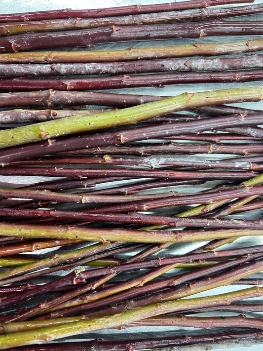 Continental Purple Willow (Salix daphnoidesa)