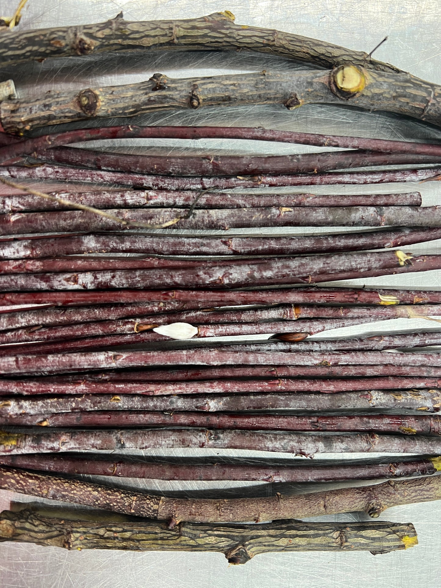 Blackskin Willow (Salix myrsinifolia)