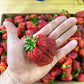 PREORDER: Chandler Strawberry Plants - Fall Planting for Spring Harvest