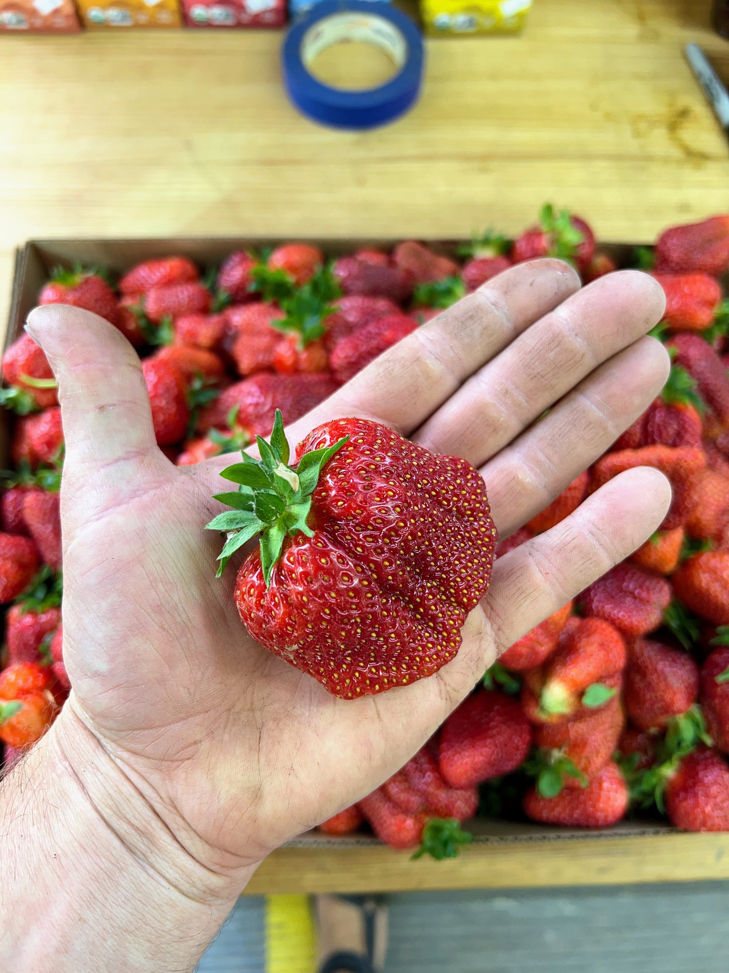 PREORDER: Chandler Strawberry Plants - Fall Planting for Spring Harvest