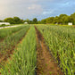 Texas Super Sweet Onion Plants (Short Day)