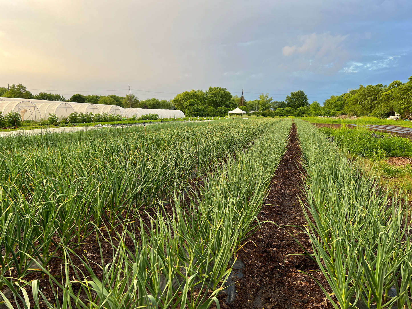 Music Garlic - Certified Organic