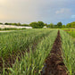 German White Garlic - Heirloom with European roots