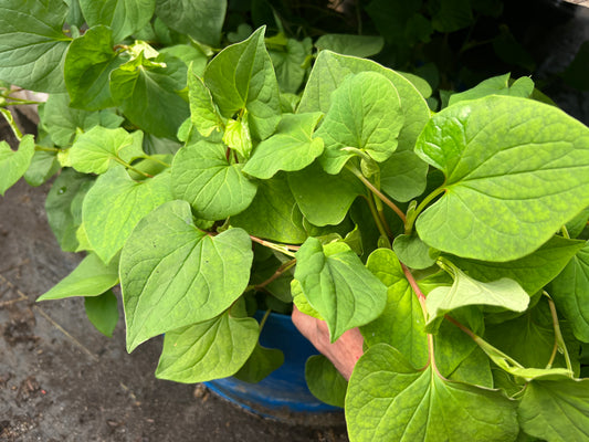 Fish Mint (Houttuynia cordata) - Root Cuttings