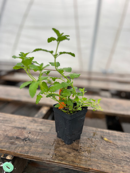 Strawberry Mint