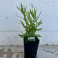 French Tarragon Plant (Artemisia dracunculus var. sativa)