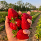 PREORDER: Northern Strawberry Bundle. (Zones 4-7)
