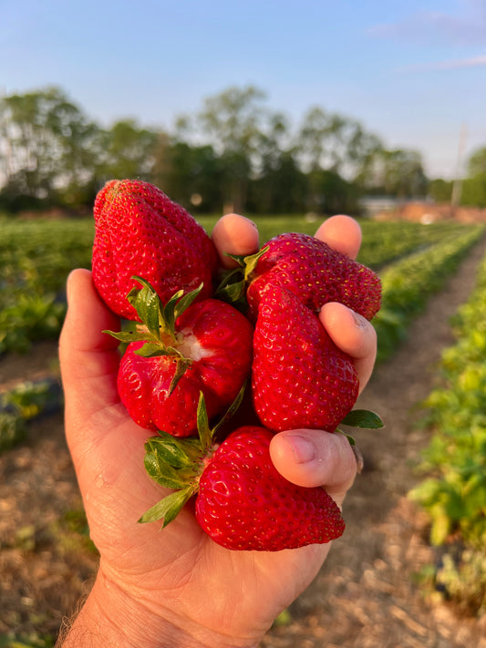PREORDER: Northern Strawberry Bundle. (Zones 4-7)