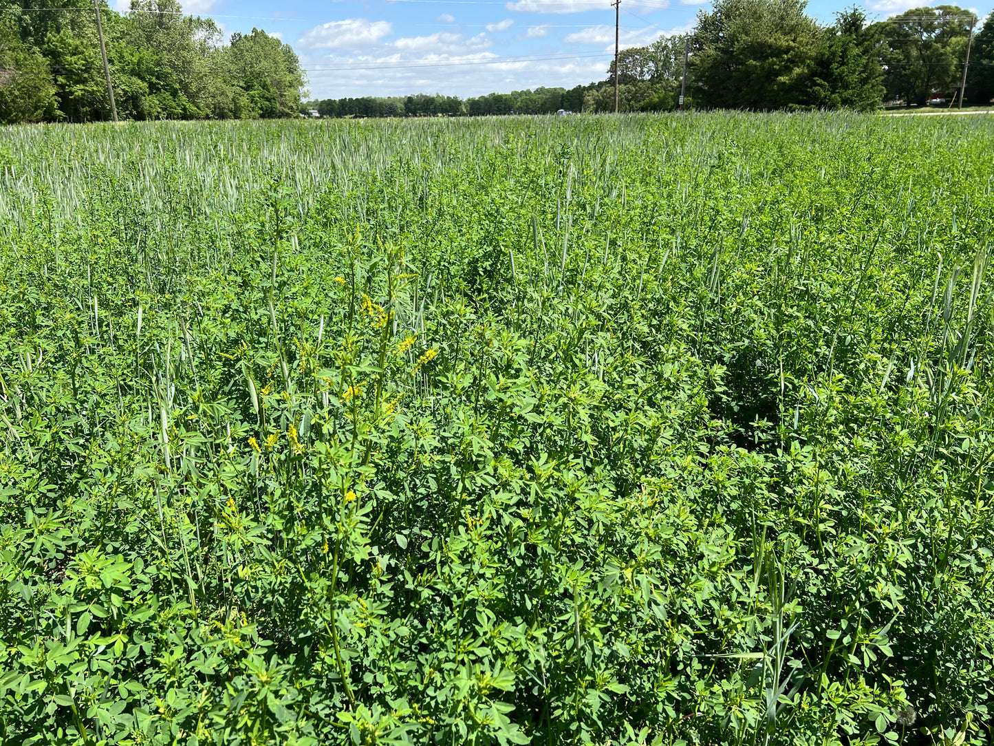 Overwintering Cover Crop Mix: Hardy Protection for Year-Round Soil Health