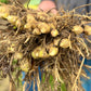 Turmeric Seed, (White/Green)