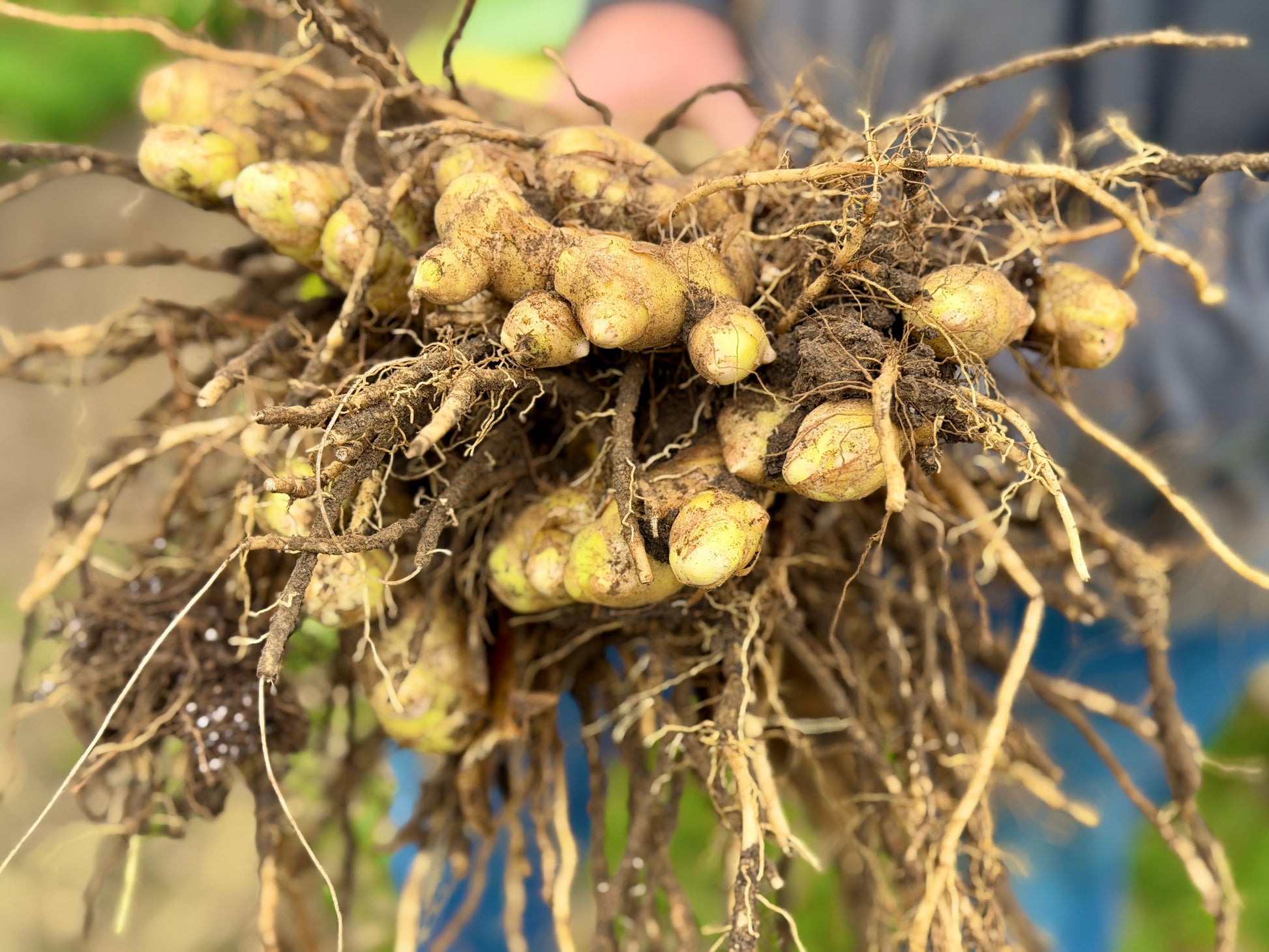 turmeric plant seeds Turmeric Seed, (White/Green) – The Farm On Central