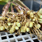 Turmeric Seed, (White/Green)