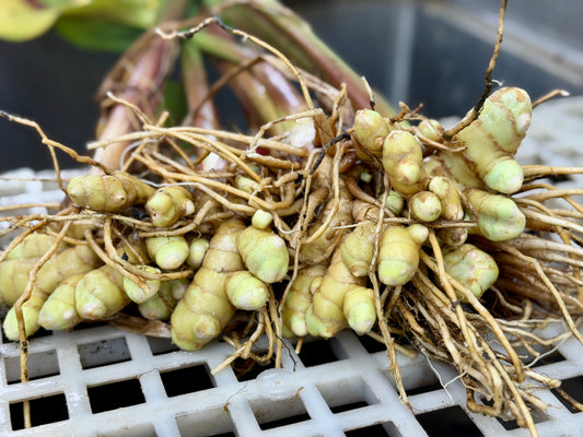 Turmeric Seed, (White/Green) Preorder