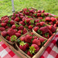 Berry Boost ~ Biochar and Nutrient Pack for Strawberry Success