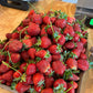 PREORDER: Southern Strawberry Bundle. (Zones 8-10)