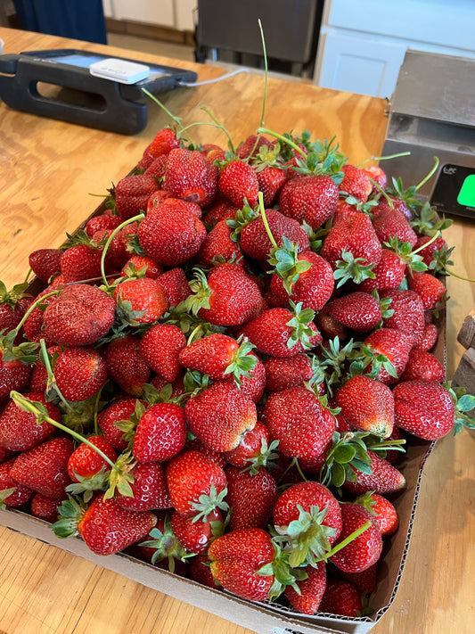 PREORDER: Southern Strawberry Bundle. (Zones 8-10)