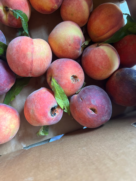 Canning Peaches