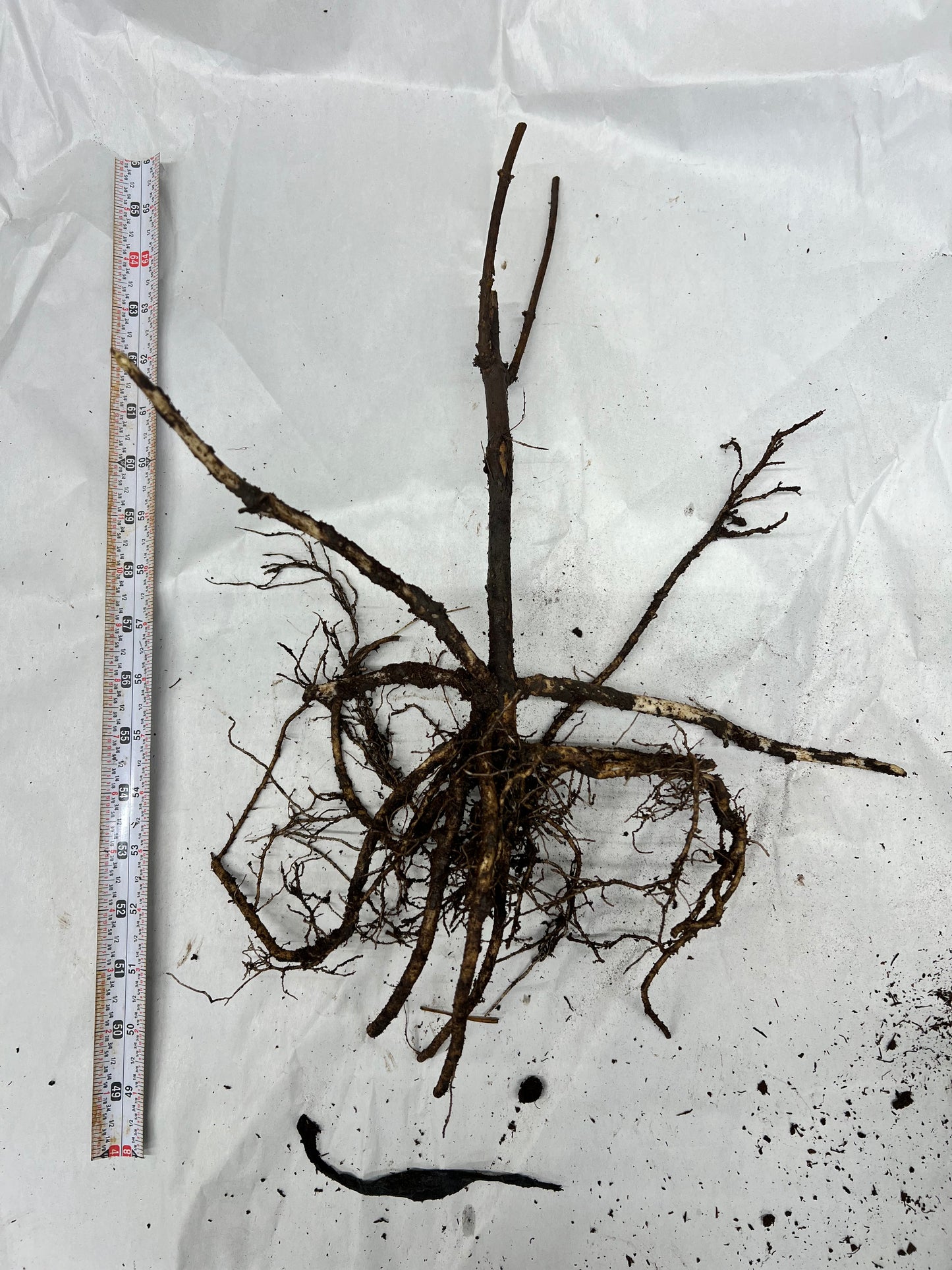 | PREORDER | Wyldewood