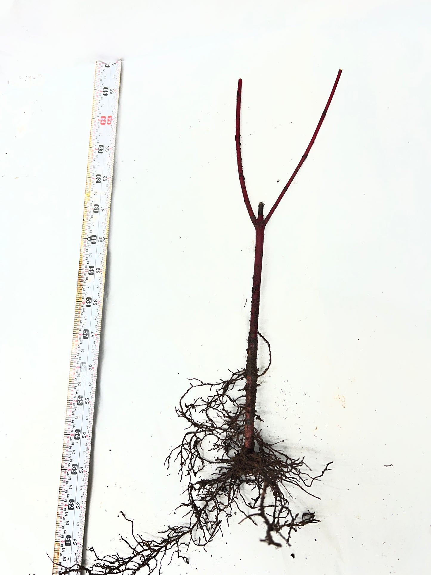 Red Osier Dogwood Cuttings (Cornus sericea)