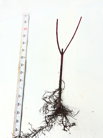 Red Osier Dogwood Cuttings (Cornus sericea)