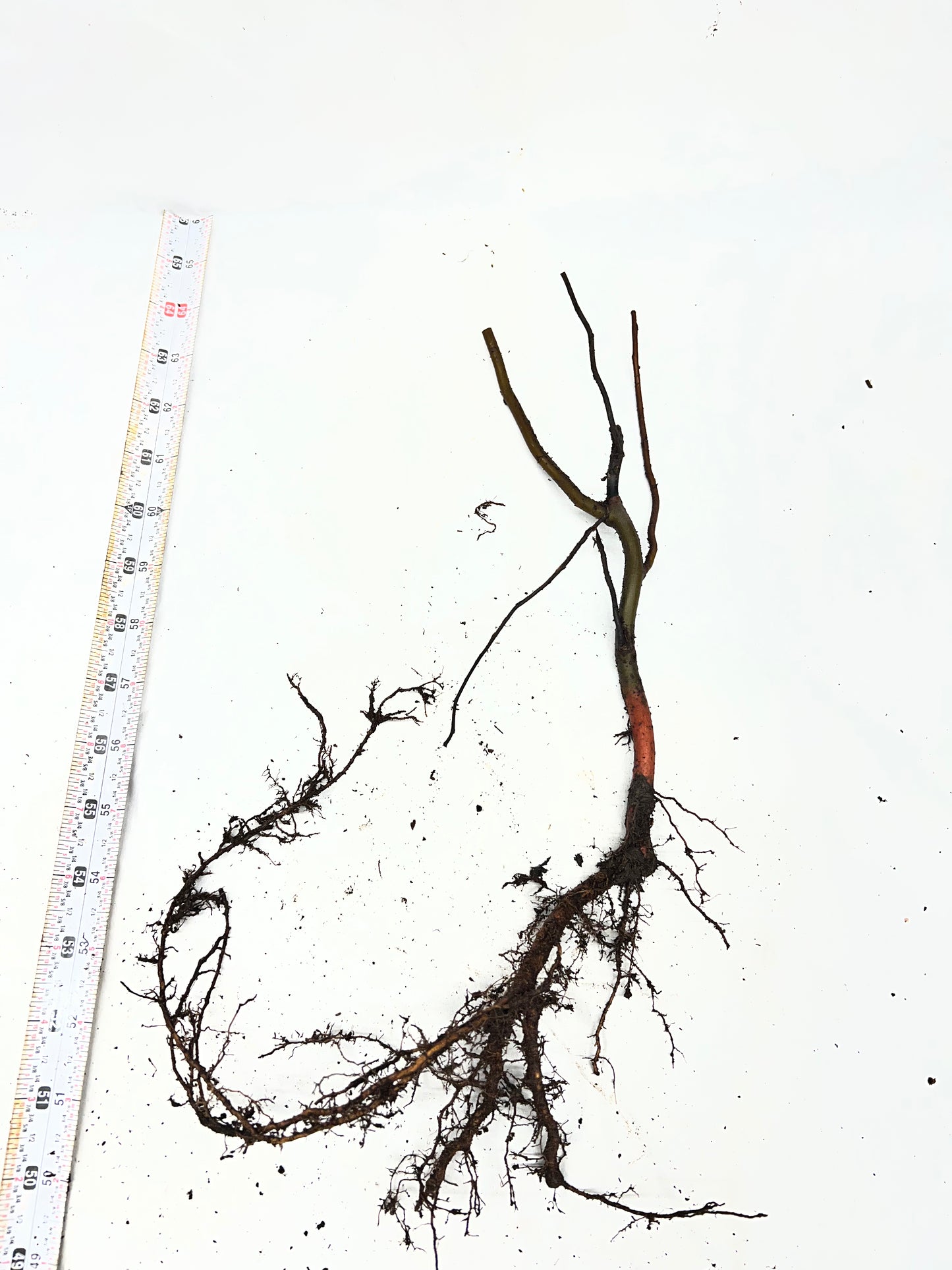 Scarlet Curly Willow (Salix matsudana)