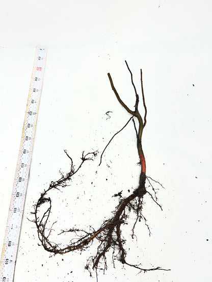 Scarlet Curly Willow (Salix matsudana)