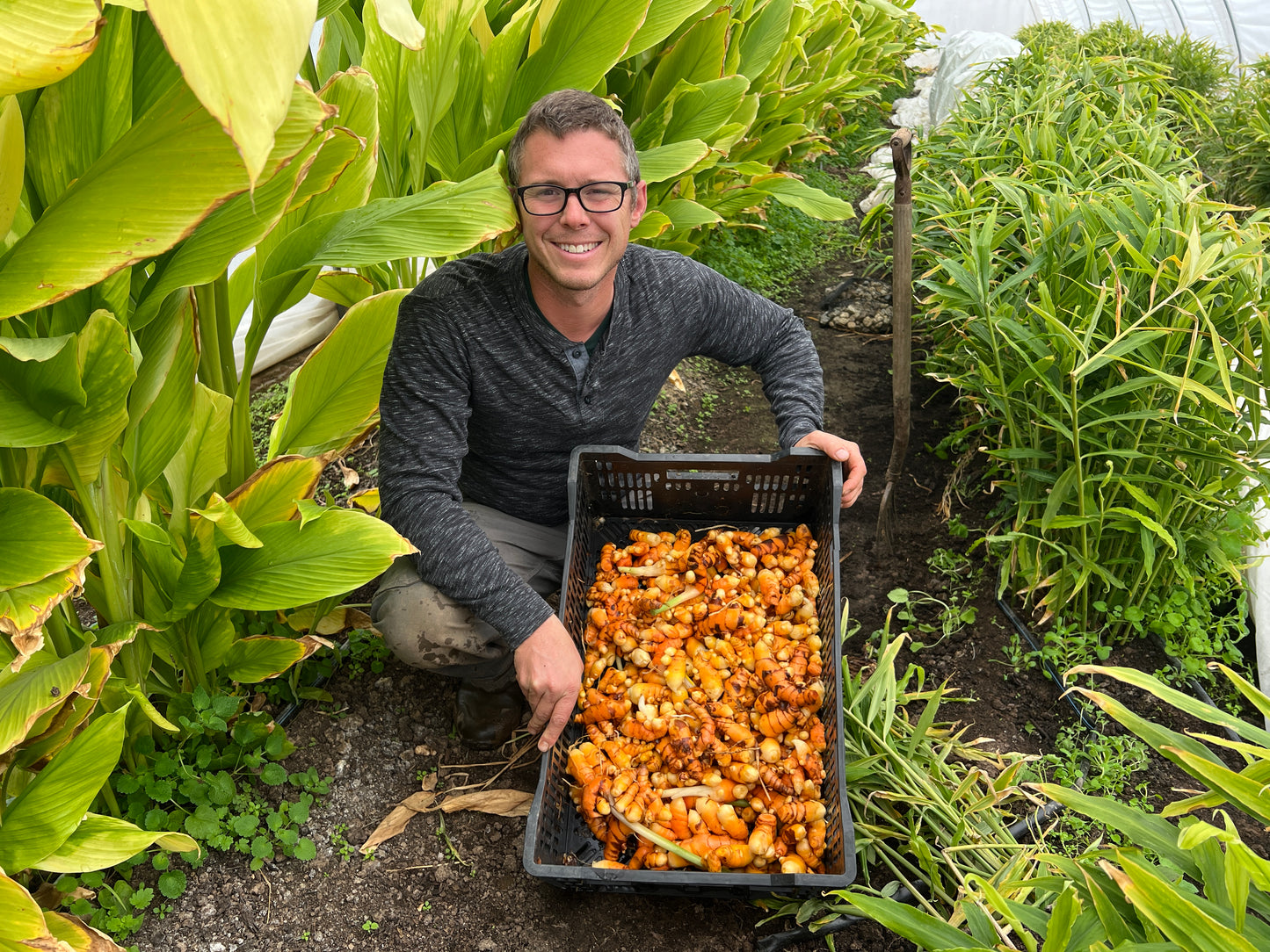 Turmeric Root - Fresh