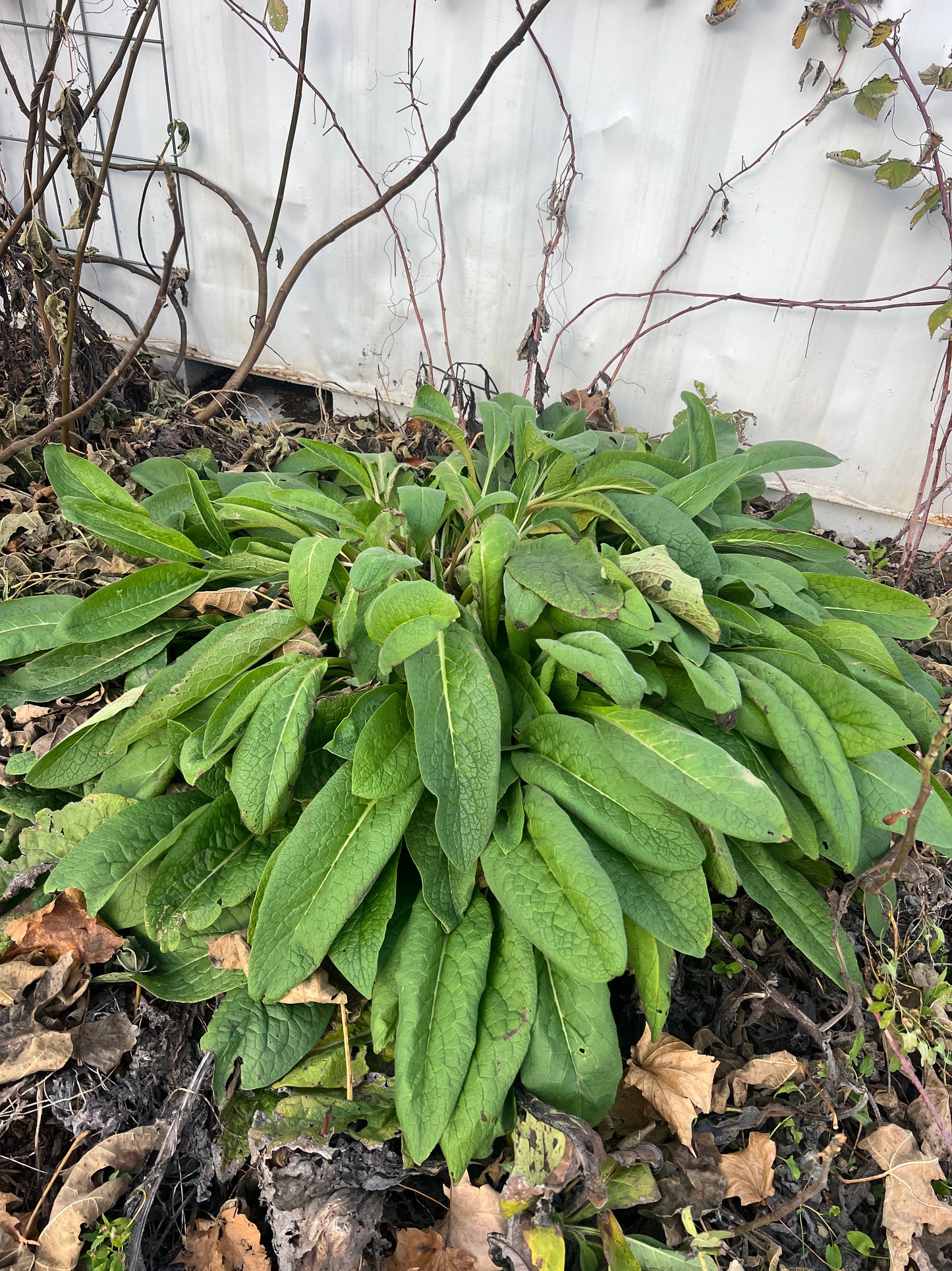 Comfrey ~ Russian Bocking 14 (non-invasive)