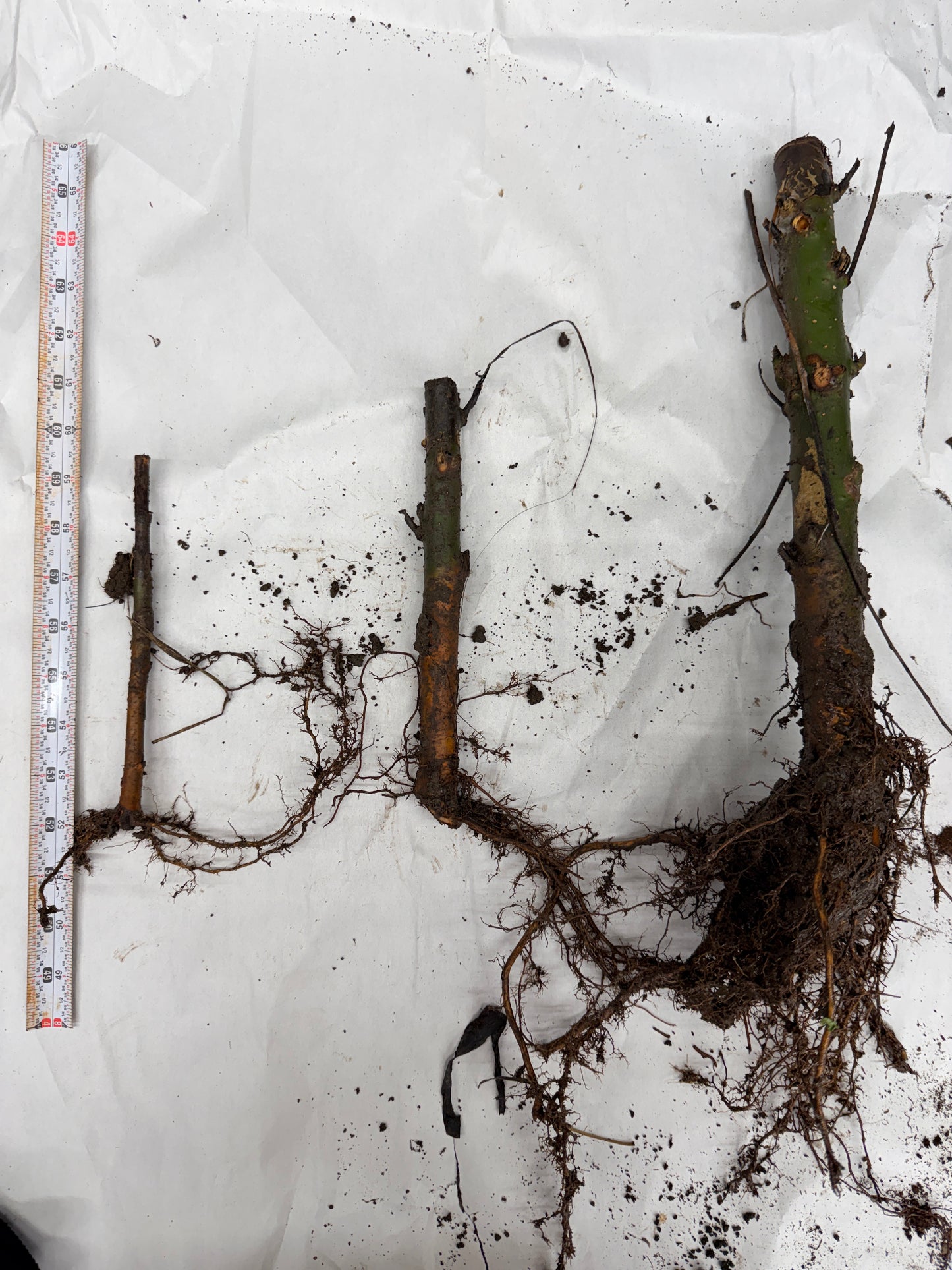 Ram's Horn Willow Salix babylonica 'Crispa'