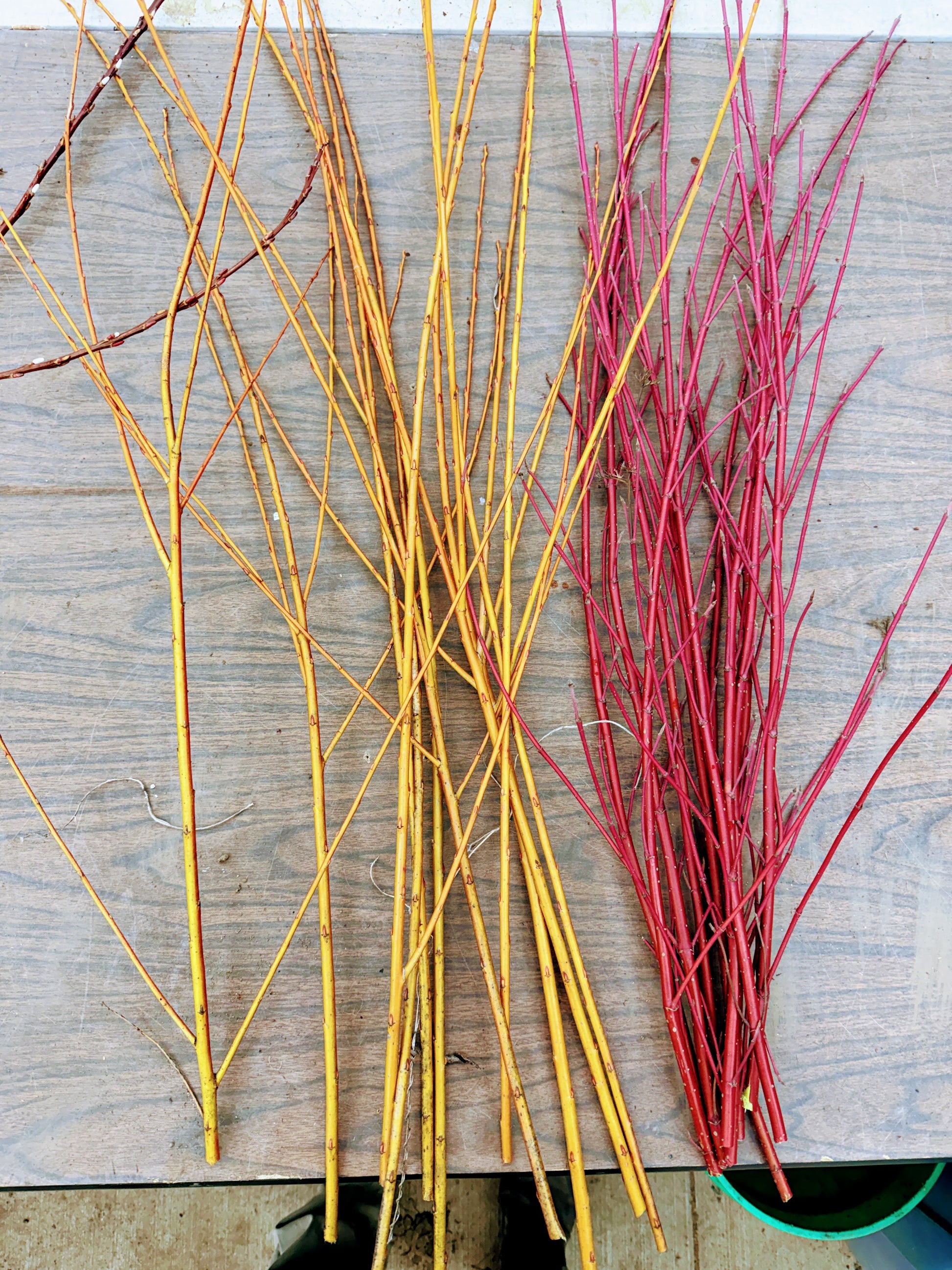 Shown here is Red Dogwood stems next to Flame willow stems
