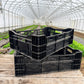 Bulb Crates (Dutch Bulb Mesh Crates) - LOCAL PICKUP