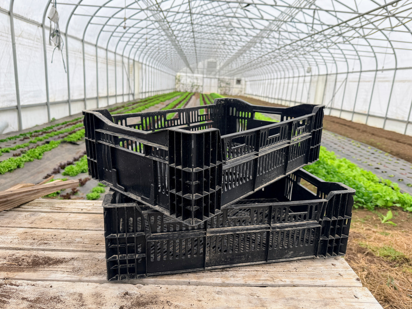 Bulb Crates (Dutch Bulb Mesh Crates) - LOCAL PICKUP