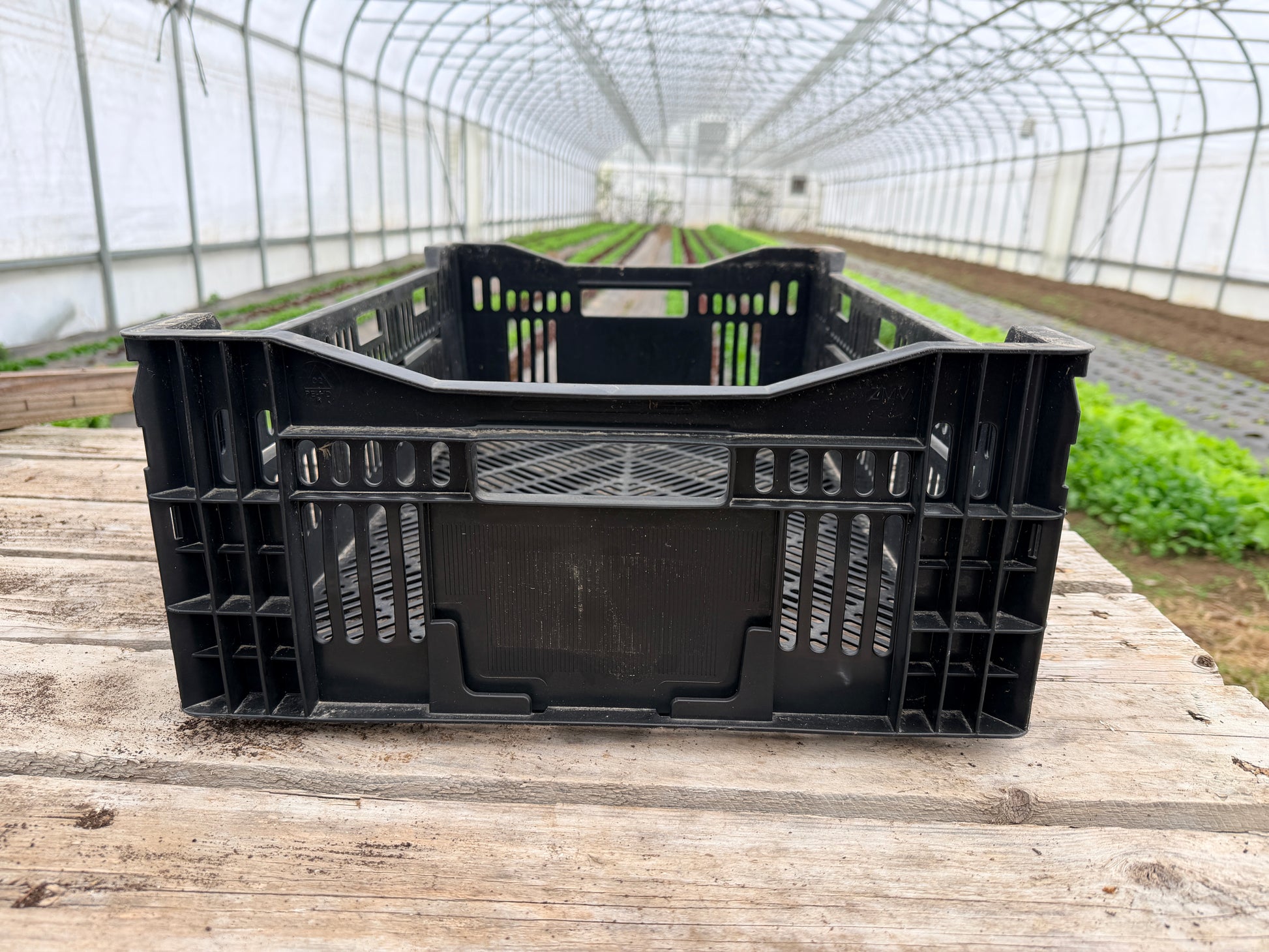 plastic crates for plants Bulb Crates (Dutch Bulb Mesh Crates)