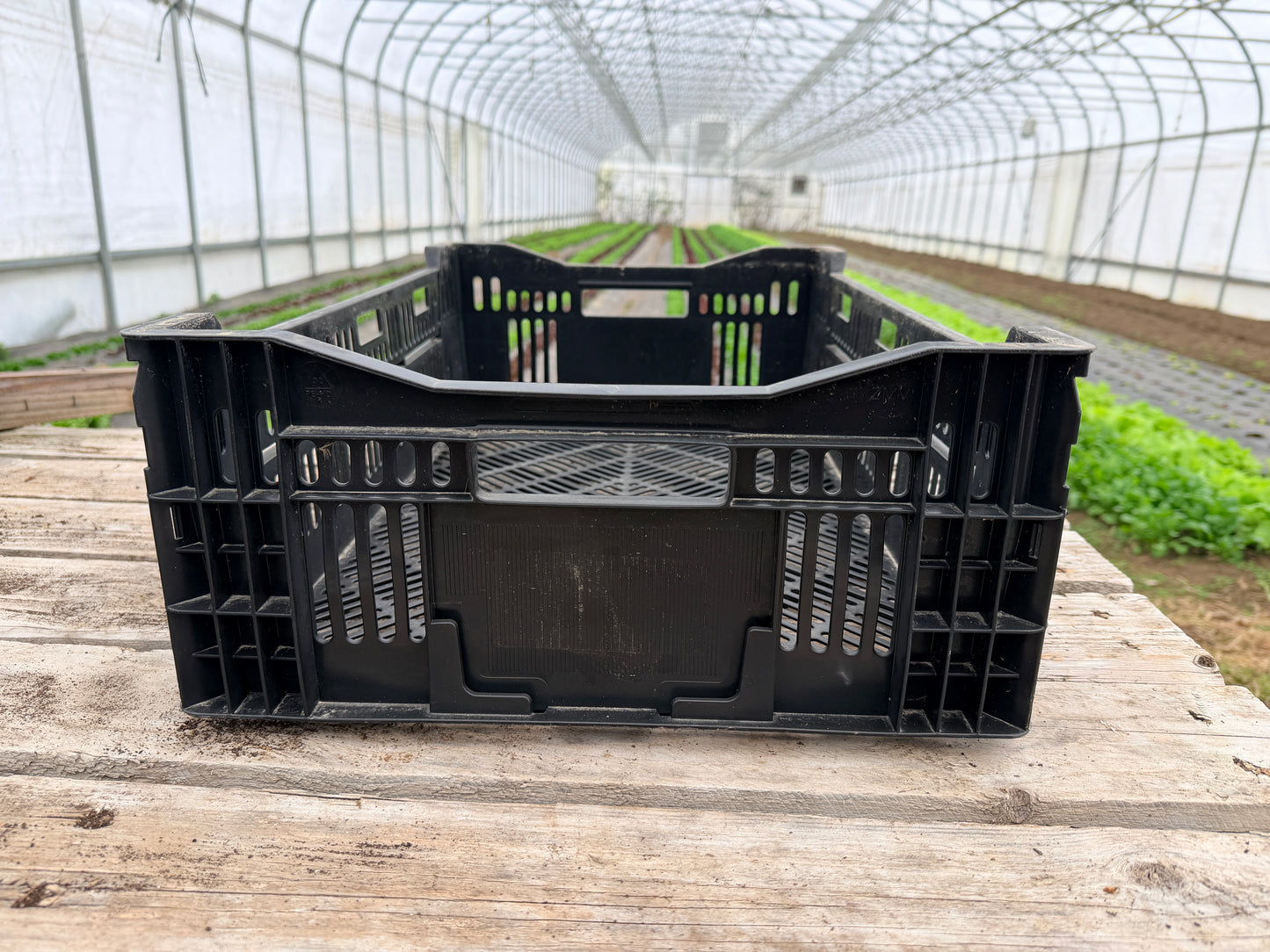 Bulb Crates (Dutch Bulb Mesh Crates) - LOCAL PICKUP