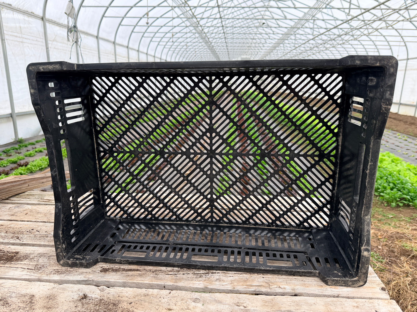 Bulb Crates (Dutch Bulb Mesh Crates) - LOCAL PICKUP