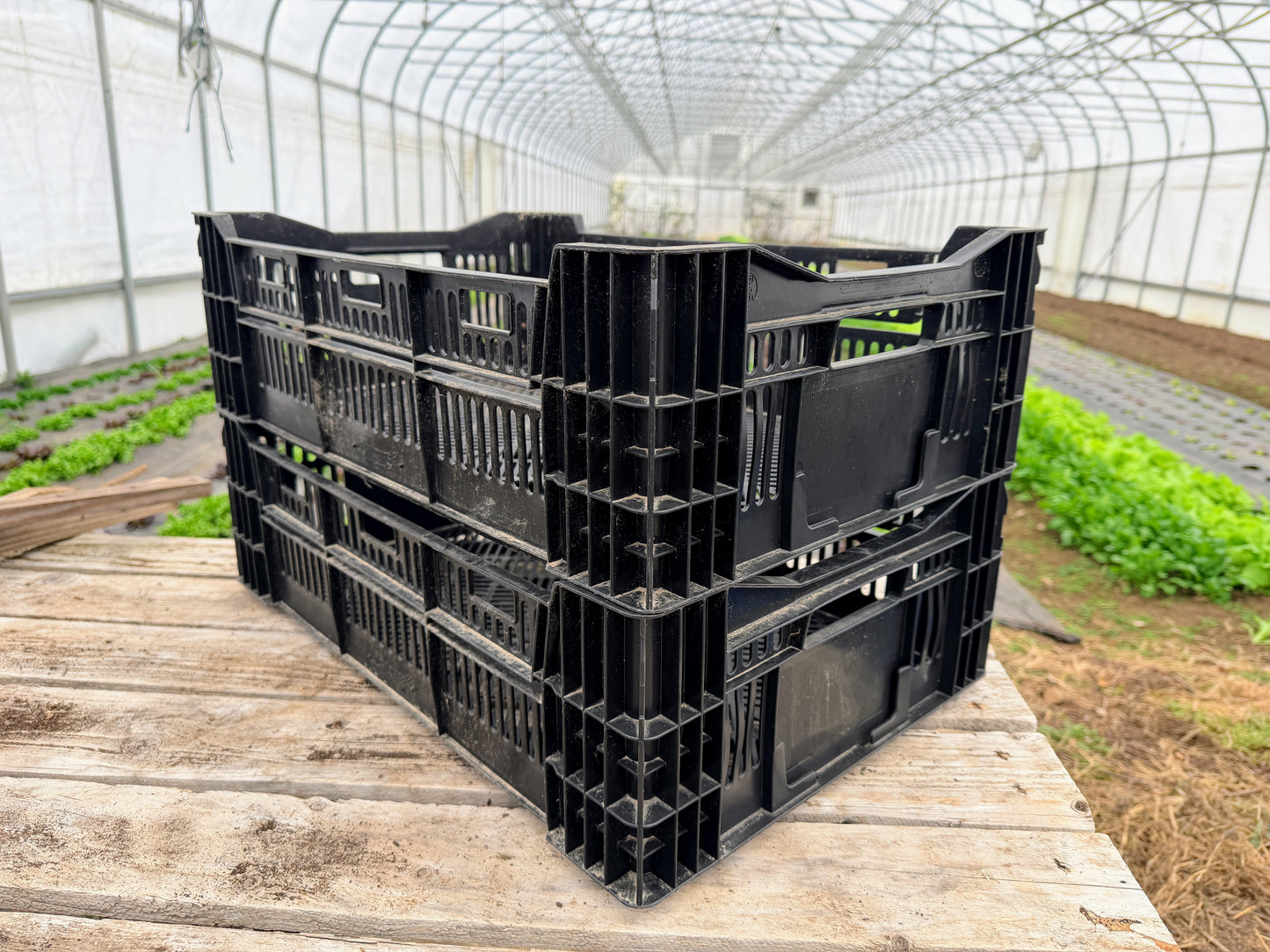 Bulb Crates (Dutch Bulb Mesh Crates) - LOCAL PICKUP