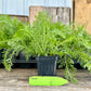 Yarrow Plant (Achillea millefolium)