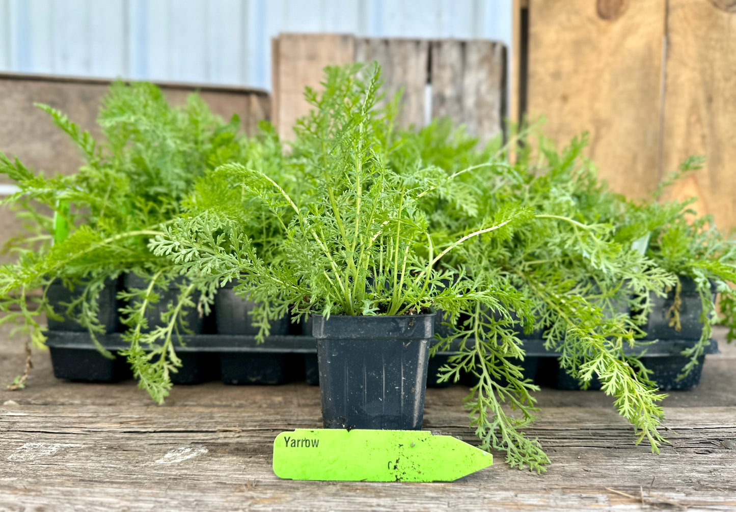 Yarrow Plant (Achillea millefolium)