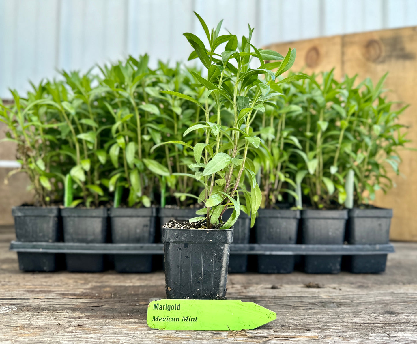 Mexican Mint Marigold Plant (Tagetes lucida)