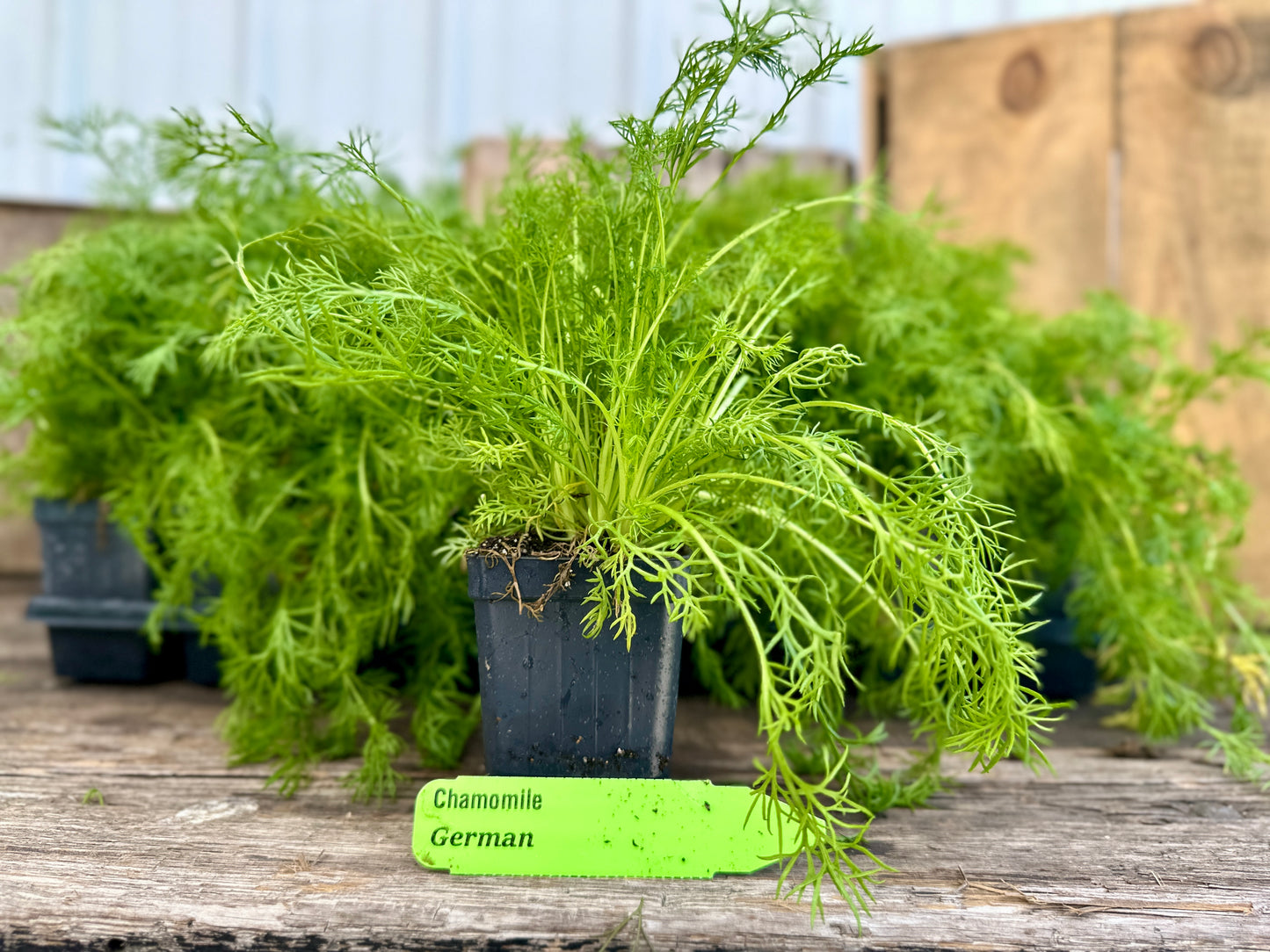 German Chamomile Plant (Matricaria recutita)