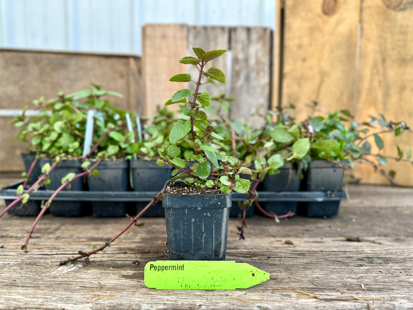peppermint hanging plant Peppermint Plant (Mentha × piperita)