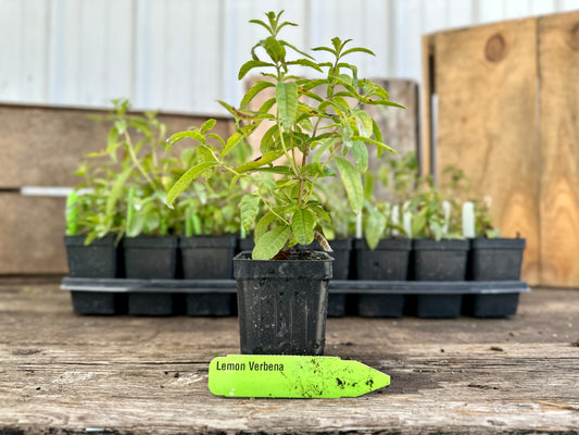 Lemon Verbena Plant (Aloysia citrodora)