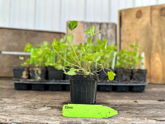 Red Clover Plant (Trifolium pratense)