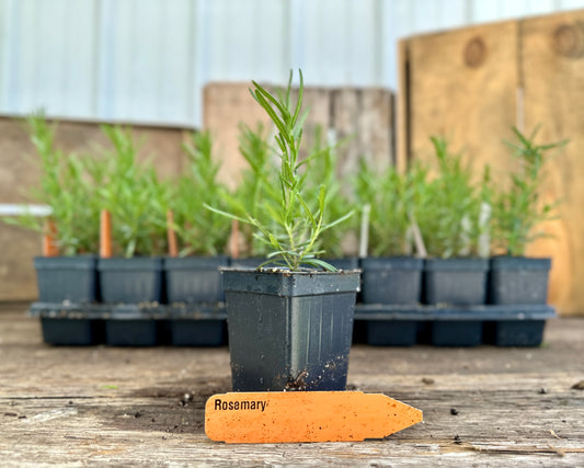 Rosemary Plant (Salvia rosmarinus)